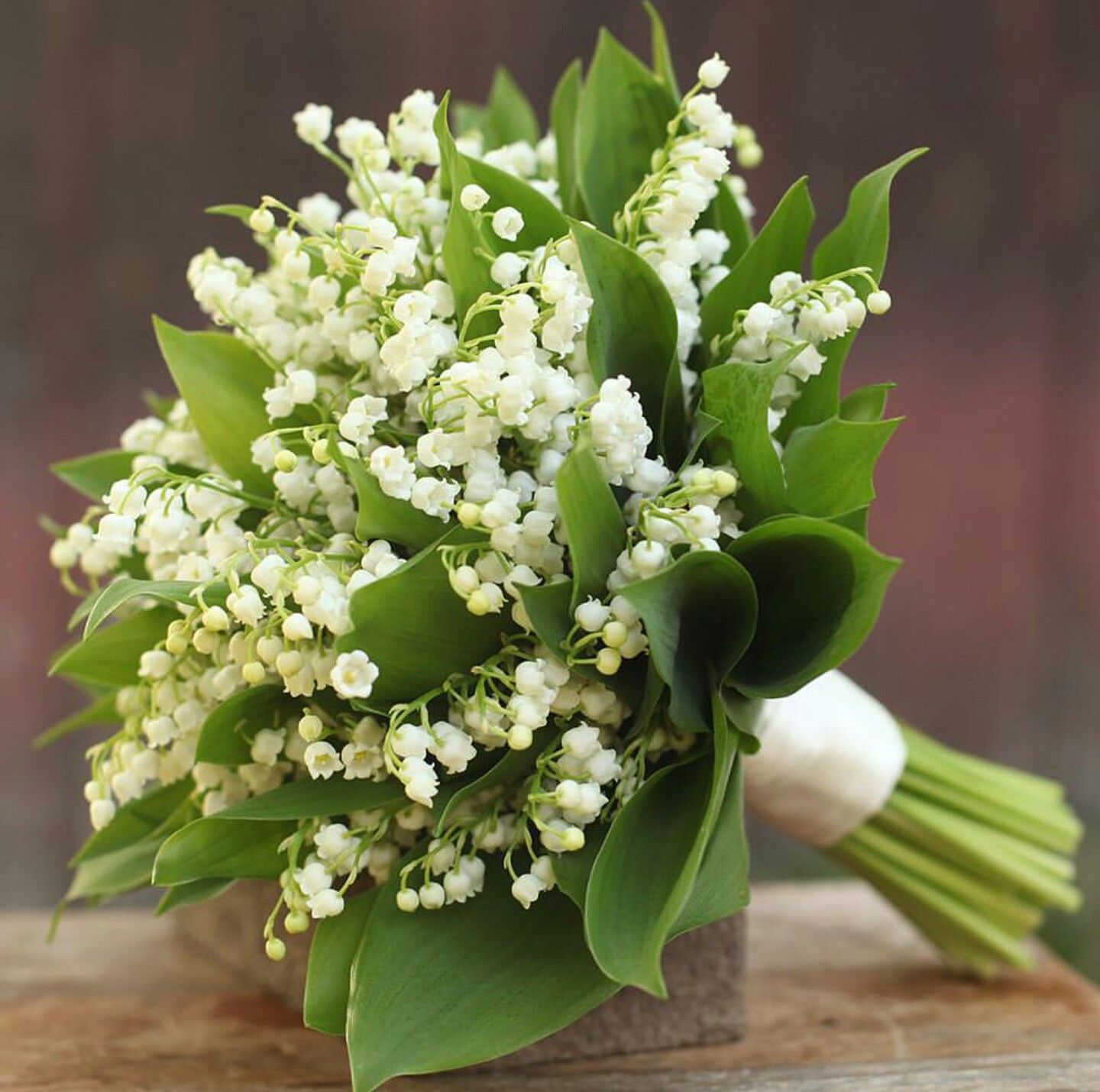 Lily of the Valley